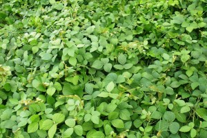 A legume ground cover.