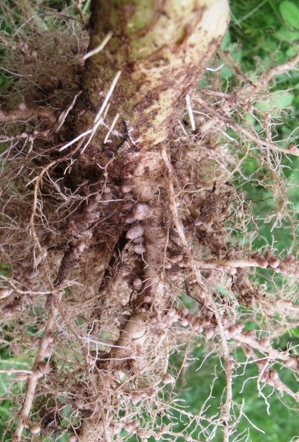 Nitrogen-fixing nodules, Sesbania cannabina. Cairns, Australia.
