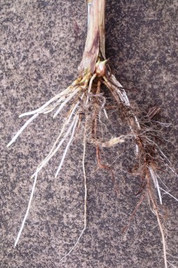 Napier grass Pennisetum purpureum is easily grown from cuttings. The photo shows a side shoot broken of at ground level, which has a bud which would shoot, and roots growing already.