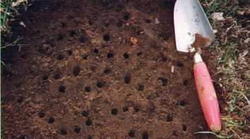 Dung beetle tunnel entrances. Phot: John Feehan, www.dungbeetleexpert.com.au.
