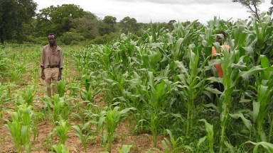 The potential of livestock concentrated in a small area to improve soil and plant growth. Maize control plot on the left (no livestock), and livestock treated plot on the right. Photo: Buckminster Fuller Institute.