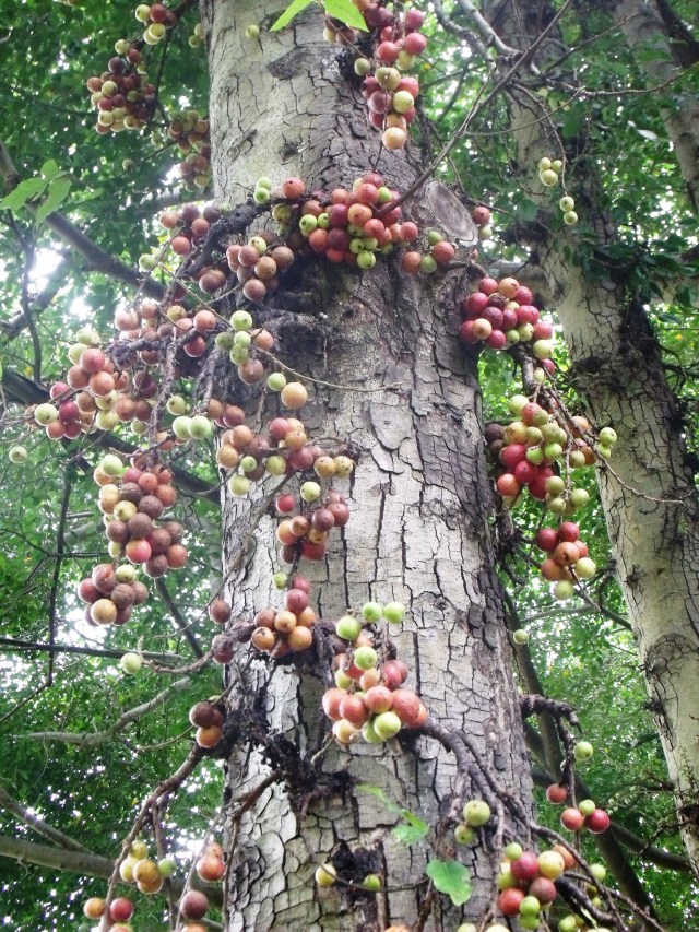 Ficus racemosa.