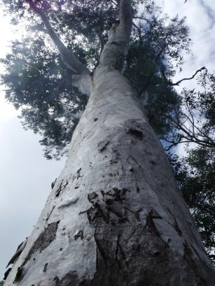 Eucalyptus tereticornis.
