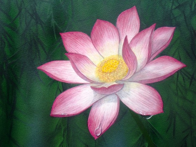 Lotus lily ,Nelumbo nucifera.