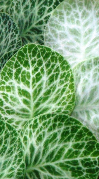 Rhaphidophora cryptantha