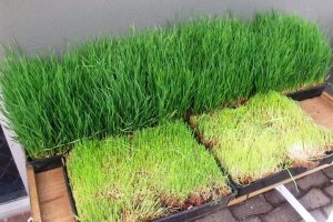 Sprouted wheat grass. Barley grass and probably other grasses such as Guinea grass can be sprouted in trays, broken up into pieces, mixed with soil improvers and seeds, and fed to livestock to disperse the seedes and soil improvers in the r manure.