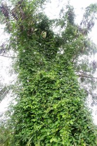 Centrosema climbing a Leucaena tree and providing dnse habitat for wildlife.
