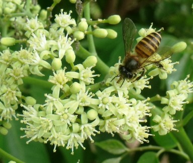 Micromelum minutum has flat flowerheads which provide easily accessible nectar.