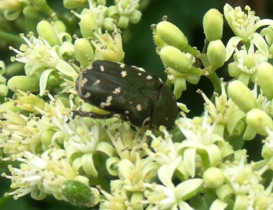 A bbetle drinking nectar from a Micromelum minutum flower.