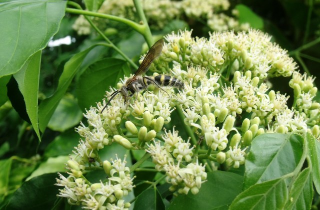 A wasp visiting Micromelum minutum for nectar.