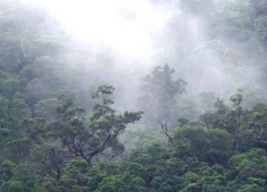 Emergent trees, sunlight and mist, Mount Whitfield National park, Cairns, Australia.