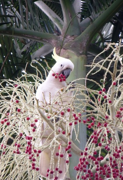 A sulphur-c4rested cockatoo eats the fruits of an Alexandra palm.