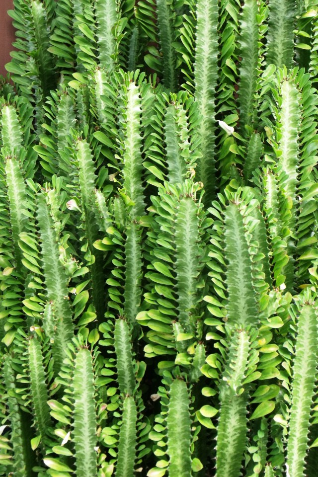 Euphorbias can be used as live fences.
