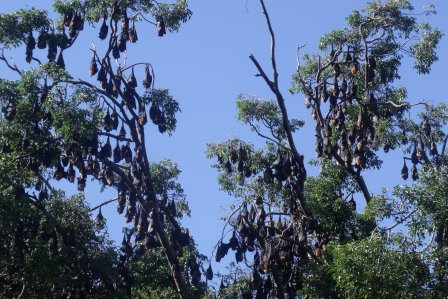 Spectacled flying fox colony.
