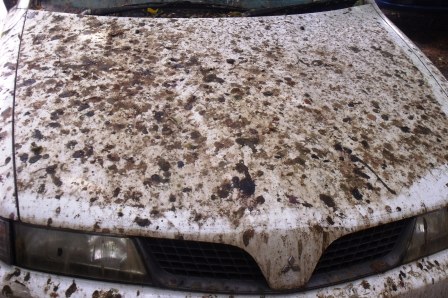 Car parked beneath a fruitbat colony.