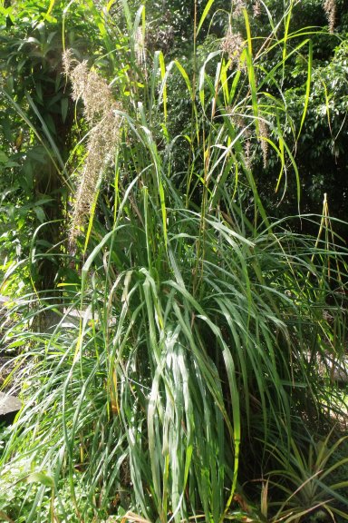 Lemon grass, Cymbopogon citratus.