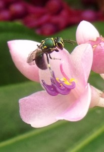 Australian native bee.