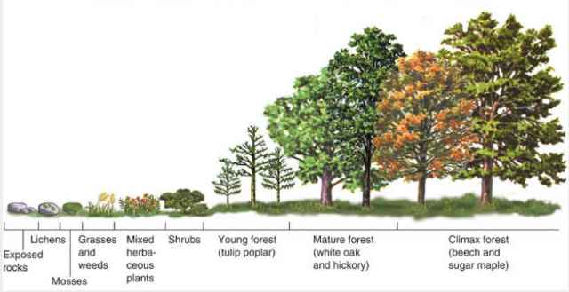 Plant succession. This natural process could be speeded up with the Animal Improved Dung sytem of treatments