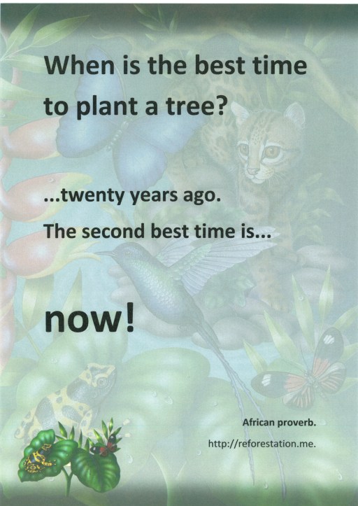 The best time to plant a tree. Background paper: Cumberland "Jungle Design".