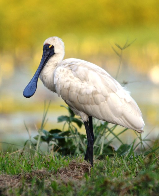 Australian Spoonbill.