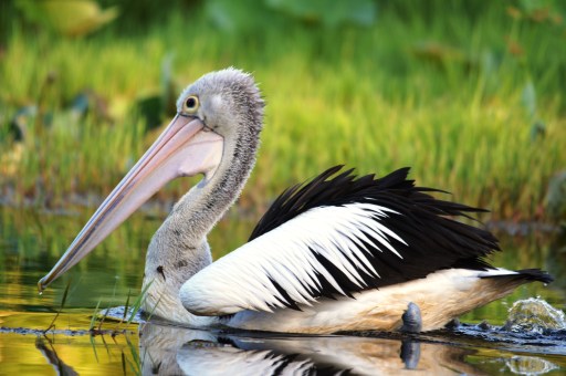 Australian Pelican.