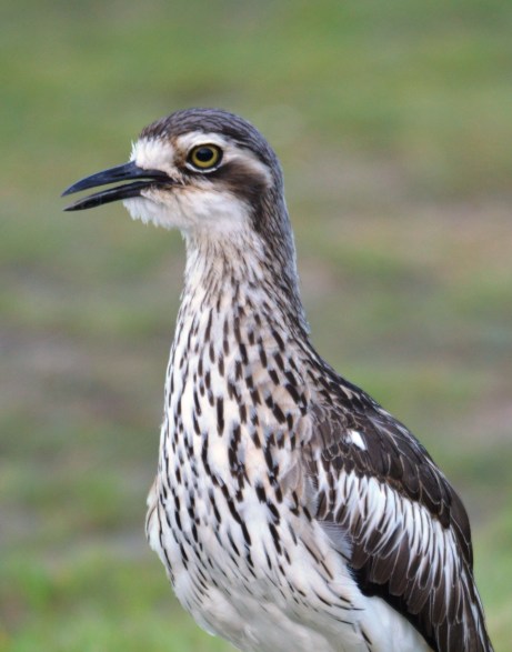Bush Stone-curlew.