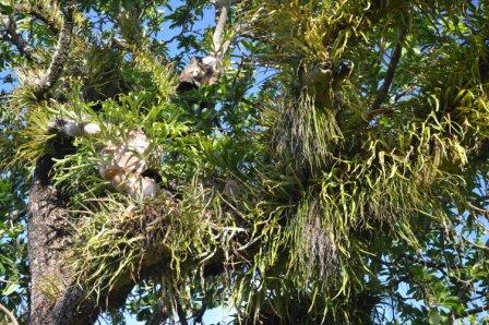 A mass of epiphytes covers a Barringtonia calyptrata tree. Cairns, Australia.