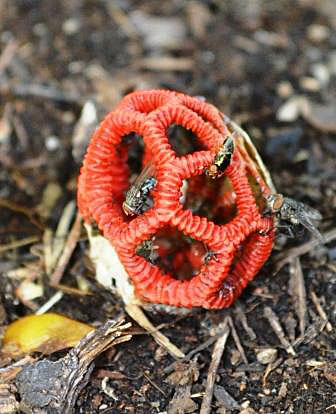 The fruiting body of a fungus - the red colour and the smell attract flies which spread the spores.