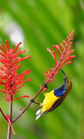 A male Yellow-bellied Sunbird visits Odontonema strictum flowers for nectar.