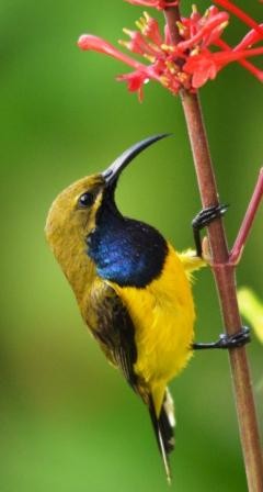 A male Olive-backed sunbird (or Yellow-bellied sunbird) visits Odontonema strictum for nectar.