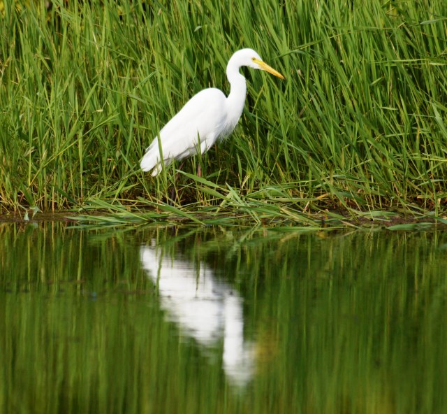 An egret hunting along a well-vegetated water's edge.
