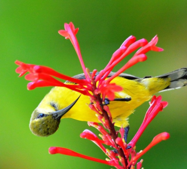 A female sunbird.