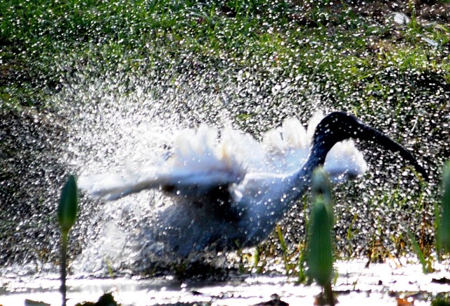 An Australian white ibis enjoys a shower of its own making. Photo: David Clode.