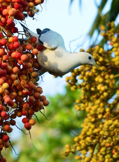 A Torresian imperial dove eating Carpentaria palm fruits.
