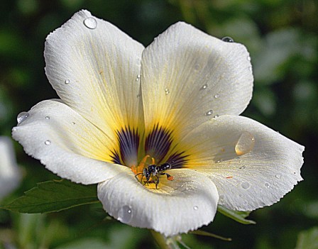 A small native bee busy visiting a Turnera flower.