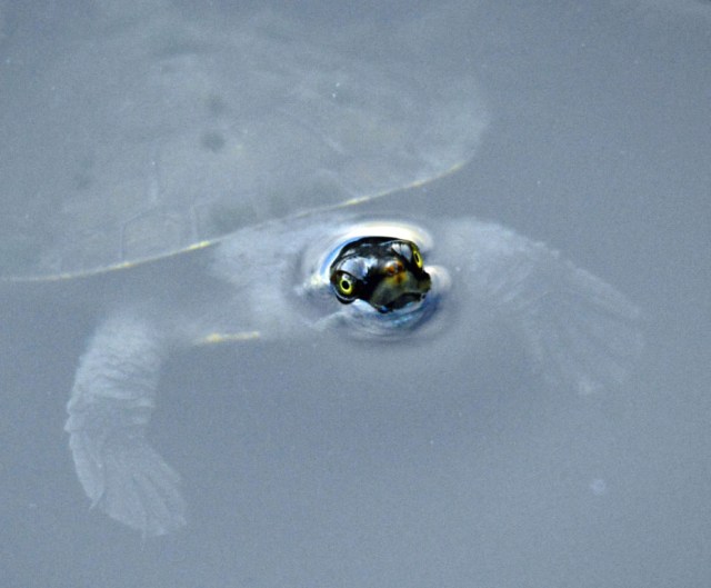 A turtle surfaces for air.