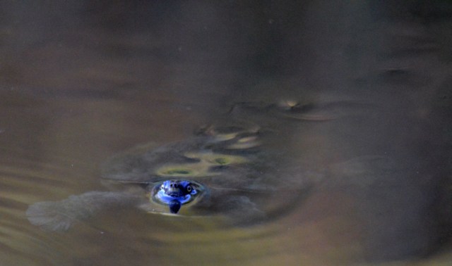 A freshwater turtle, Freshwater Lake, Centenary Lakes, Cairns.