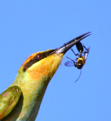 A rainbow Bee-eater has caught a wasp. Photo: dDvid Clode.