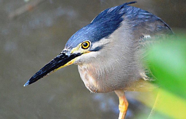 Mangrove Heron. Photo: David Clode.