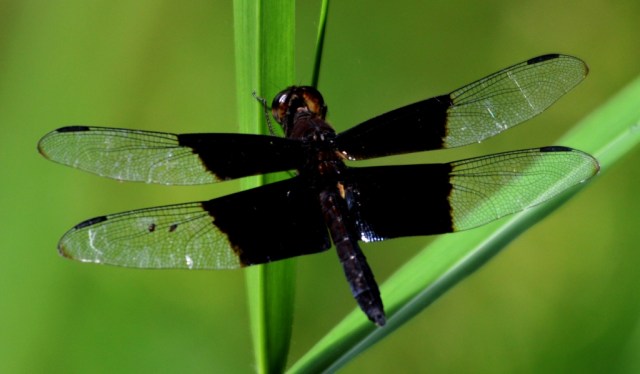Dragonfly.