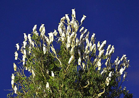 Perches attract wildlife, which deposit seeds and aid natural regeneration. Sulphur-crested Cockatoos.