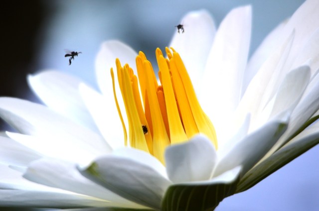 Australian native bees visiting a water lily. Photo: David Clode.