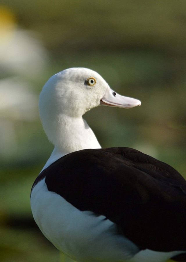 A Radjah shelduck which has been eating grass in the same area.