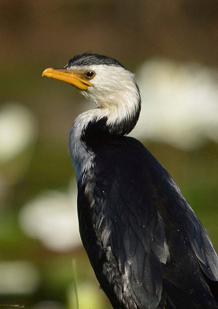 A Little Pied Cormorant.