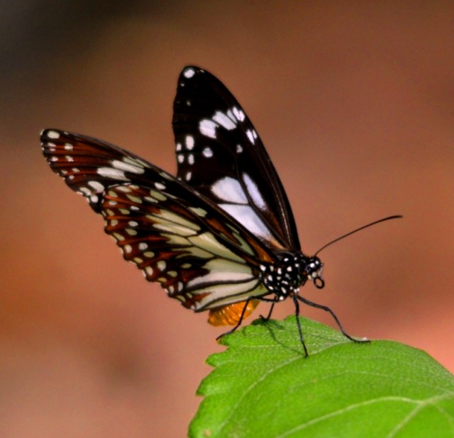 A butterfly on a Wedelia leaf. Cairns.
