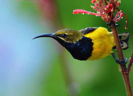 Male Olive-backed sunbird (Yellow-bellied sunbird).