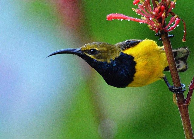 Male Olive-backed sunbird (Yellow-bellied sunbird).