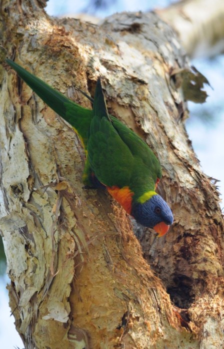 Guarding the nest hollow. Rainbow Lorikeet. Photo: David Clode.