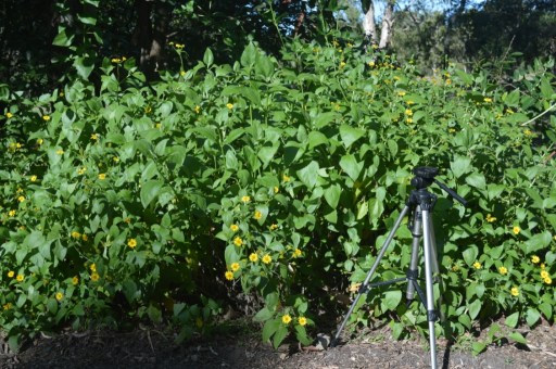 A dense, weed-smothering ground cover (Wedelia sp. Asteraceae, approx 1 metre tall).