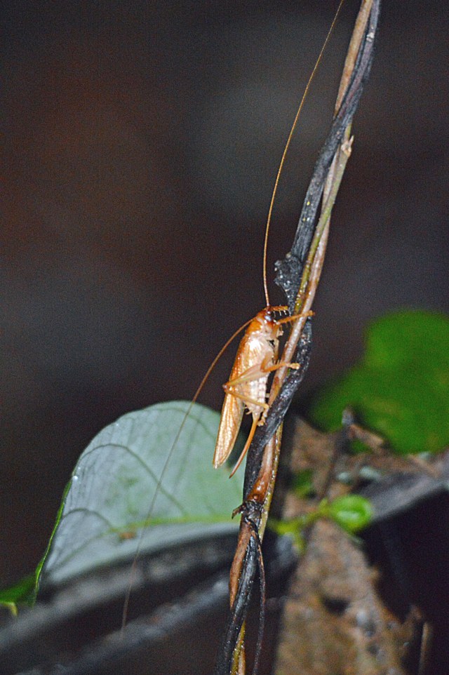 Bush cricket